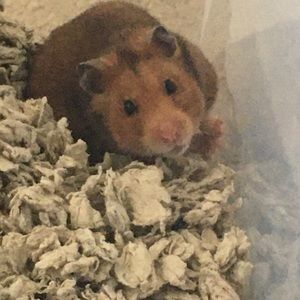 Meet your Posher, Roshni